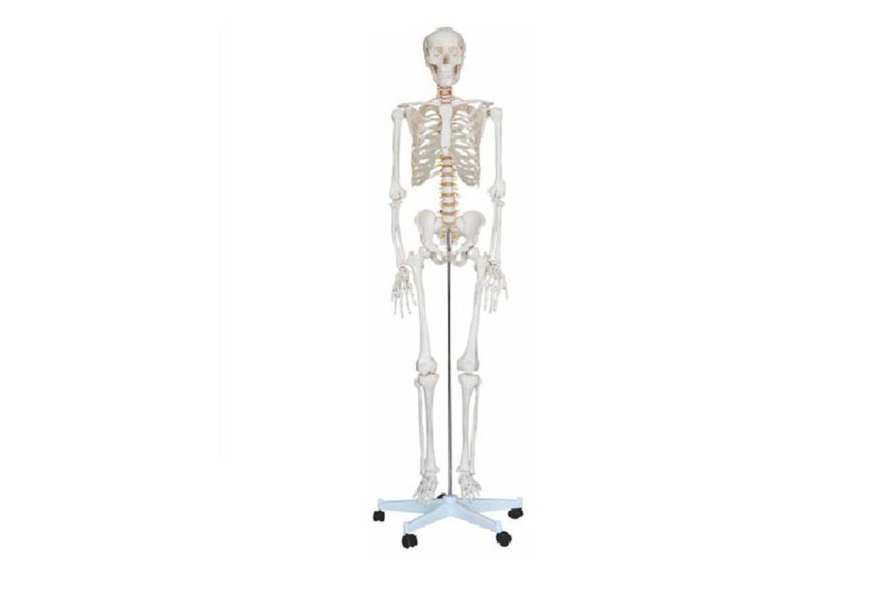Articulated Skeleton XC 101 Kerroscale