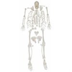 Disarticulated skeleton, XC-130